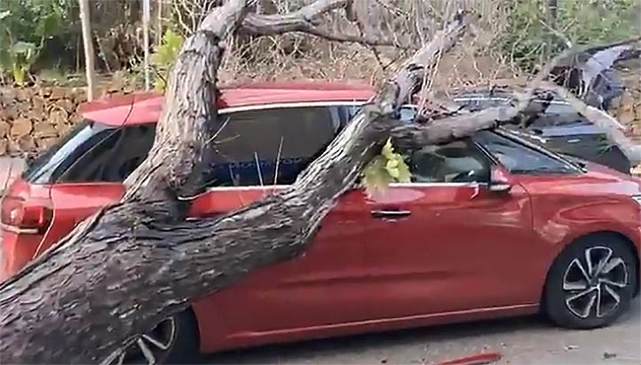 Cae un árbol sobre un vehículo en marcha en el centro de Marbella