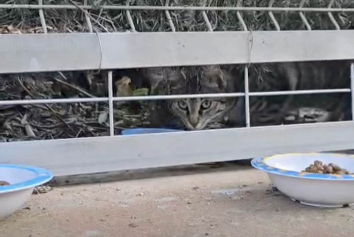 Piden al Ayuntamiento de Marbella "políticas serias" de gestión animal