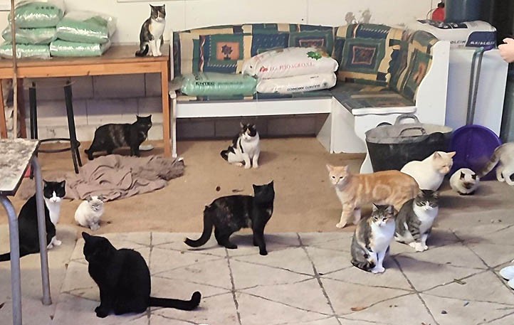 Denuncian al Ayuntamiento de Marbella por la desaparición de colonias de gatos
