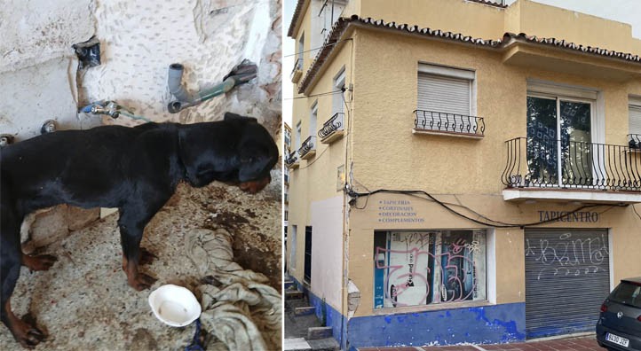 La Policía Local rescata a una perra en una vivienda abandonada en Marbella