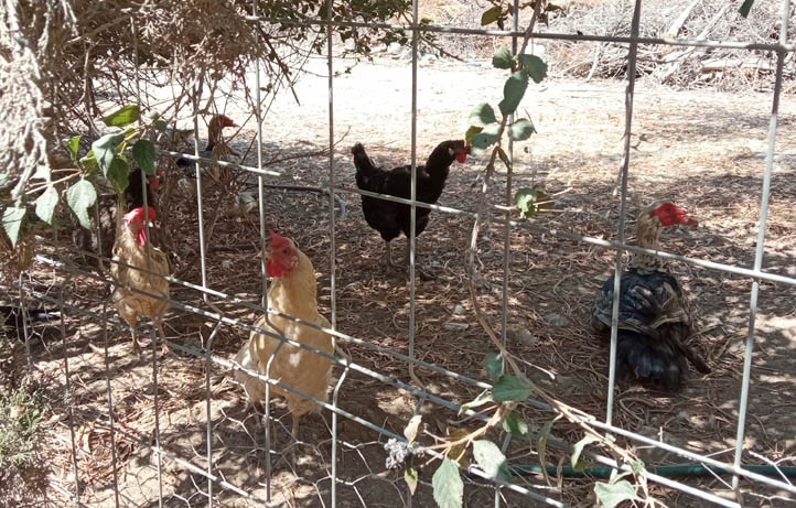 Vecinos denuncian las molestias de animales y basura en Las Chapas