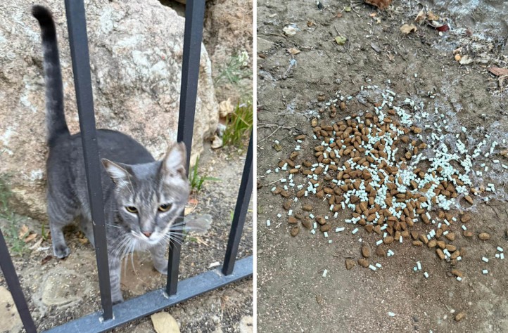 Denuncian el intento de envenenar a los gatos de una colonia en Marbella
