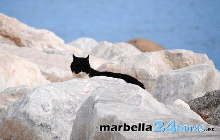 Pacma plantea alegaciones al programa de colonias felinas de Marbella
