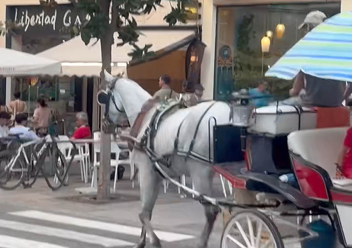 Una turista denuncia el maltrato al caballo de un carruaje en Marbella