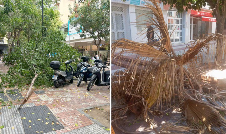 La caída de ramas, un peligro constante sin solución en Marbella y San Pedro