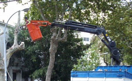 El PSOE exige explicaciones a la alcaldesa sobre la tala de árboles