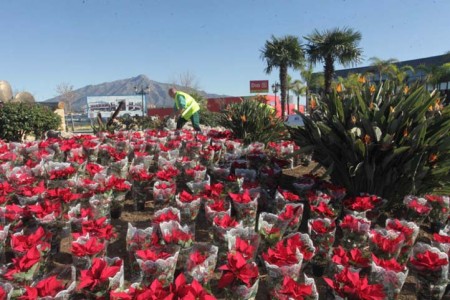 El Ayuntamiento invierte 30.000 euros en el Plan de Embellecimiento navideño con miles de pascueros