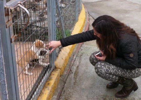 Diputación logra que se adopten el 22% de los animales que recogió