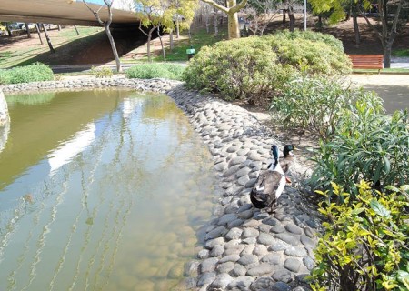 El Ayuntamiento hará una limpieza integral  en el lago de la Represa