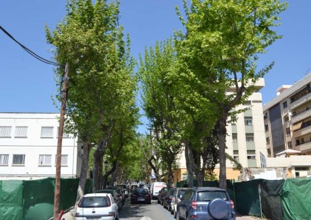 La plataforma por los árboles aporta un informe técnico contra la tala