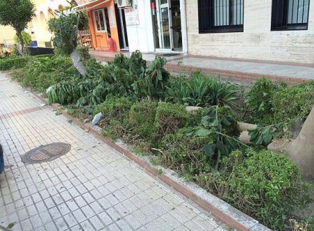 IU denuncia una nueva tala de árboles en San Pedro Alcántara
