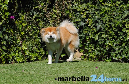 Una veintena de policías vigilarán a los dueños de perros en Marbella