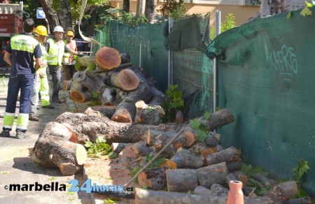El Defensor del Pueblo admite una queja por la talas en Marbella