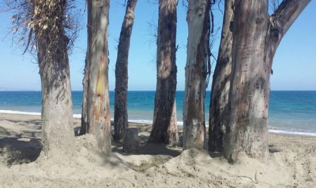 Denuncian la destrucción de eucaliptos en la playa de San Pedro