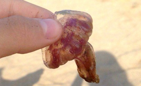 CSSP propone medidas para evitar la llegada de medusas a las playas