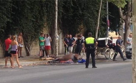 Los bomberos salvan a un caballo de morir por un golpe de calor