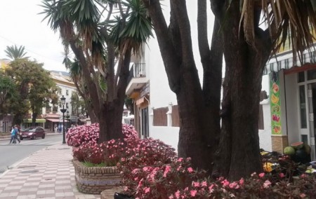El alcalde niega que se vayan a cortar árboles en la avenida Nabeul