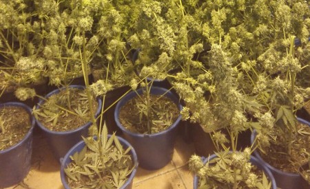 Detenidas 11 personas en Marbella acusadas de cultivar marihuana