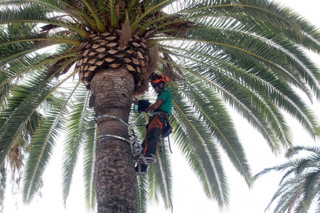 Parques y Jardines inicia los tratamientos de palmeras en San Pedro