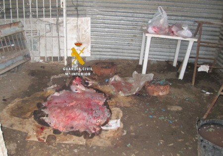 Intervienen en una matanza ilegal de corderos en Marbella durante la Pascua Musulmana