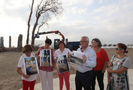 Artistas podrán tallar los tocones de los eucaliptos talados en San Pedro