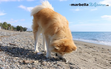 Marbella tendrá por primera vez playas para perros en verano