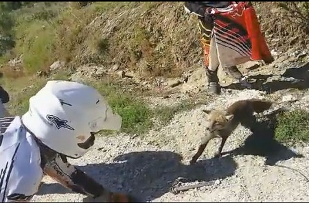 Moteros de Marbella salvan a un zorro atrapado en un cepo ilegal