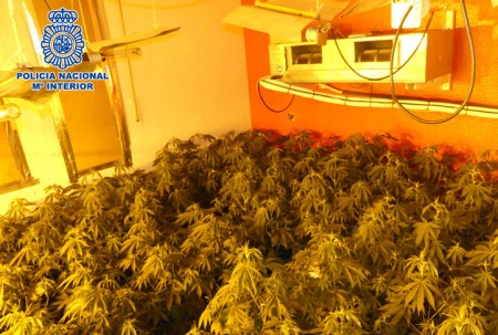 Desmantelan tres invernaderos de marihuana en Marbella
