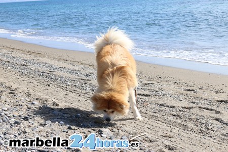 Las playas para perros de Marbella estarán disponibles la próxima semana