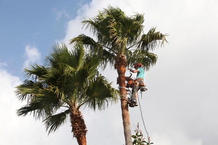 Marbella impulsa un plan de poda y contratos de personal y maquinaria