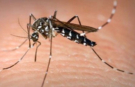 Críticas al Ayuntamiento por no atajar la plaga de mosquitos que preocupa en los colegios