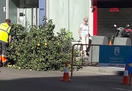 La tala de árboles en el centro de Marbella continúa en Ricardo Soriano