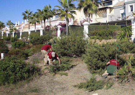 Trasplantan 48 ejemplares afectados por la senda litoral en Marbella