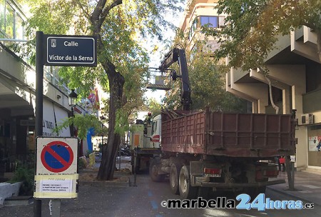 Continúan las talas de árboles en Marbella, ahora en Víctor de la Serna