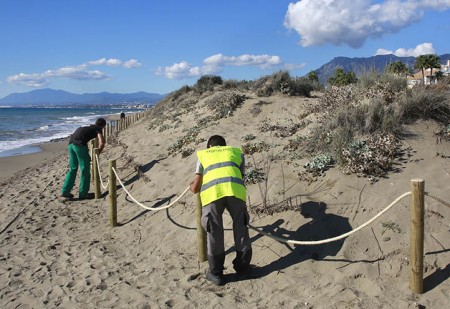 Actuación en las dunas de Marbella para retirar especies invasoras