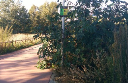 El PSOE denuncia el "abandono" del Paseo Fluvial del Guadaiza 
