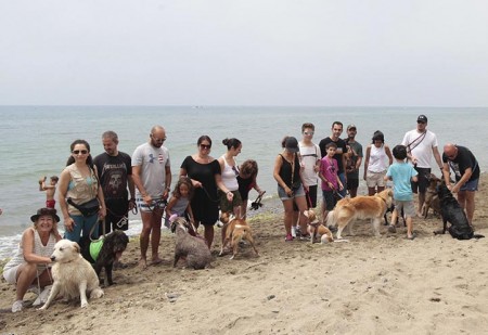 IU rechaza la "privatización" del servicio de atención a animales abandonados