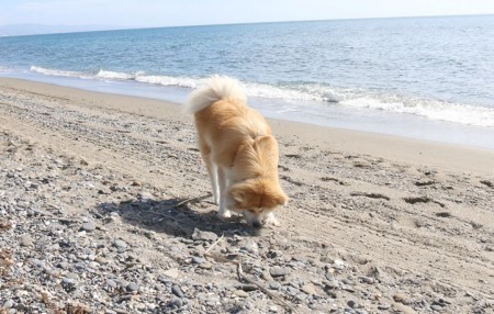 Indignación en Marbella: PP y OSP quieren sacrificar animales abandonados