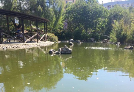 El PSOE reclama medidas contra la plaga de mosquitos en Marbella 