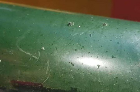 El PSOE pide medidas contra la plaga de garrapatas en Plaza de Toros