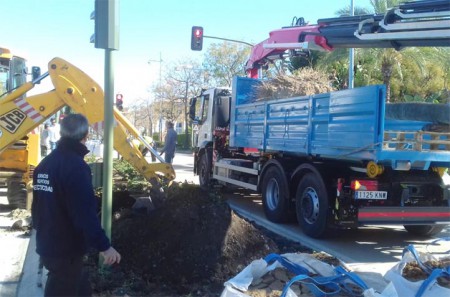 Piña se carga 25 palmeras por no soterrar las líneas de alta tensión
