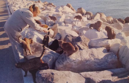 Piden ayuda para que no se sacrifique a 20 gatos en Puerto Banús