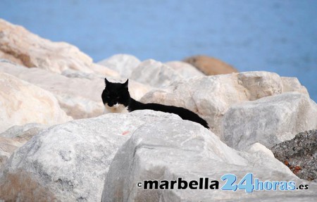 Denuncian la desaparición de 15 gatos, mientras Puerto Banús guarda silencio