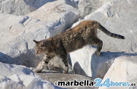 Marbella impulsa medidas para aumentar la protección a los animales