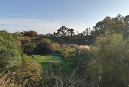 Impulsa Ciudad exige que no se construya en los alcornocales de Elviria