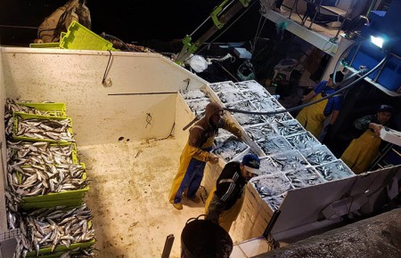 Los pescadores de Marbella harán las paradas biológicas de cerco y arrastre