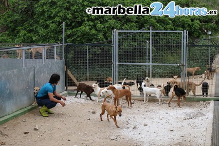 Marbella aumenta hasta 80.000 euros la subvención a la protectora Triple A