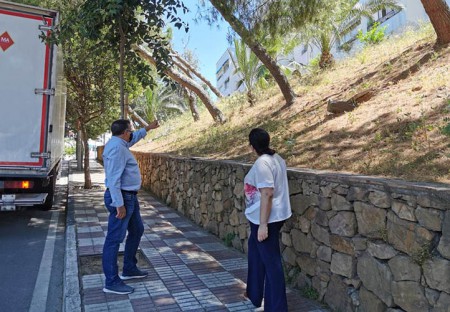 El PSOE denuncia el peligroso estado del arbolado en la avenida Maíz Viñals