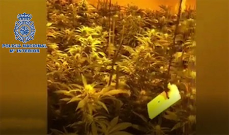 Desmantelan dos plantaciones de marihuana en viviendas de Marbella 