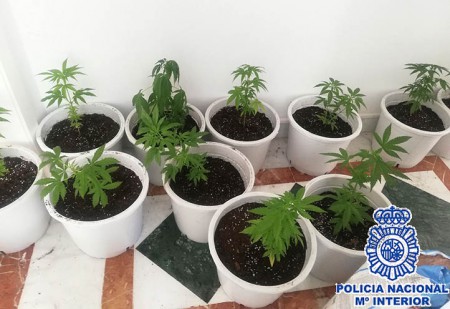Desmantelan en dos viviendas de Marbella una plantación de marihuana